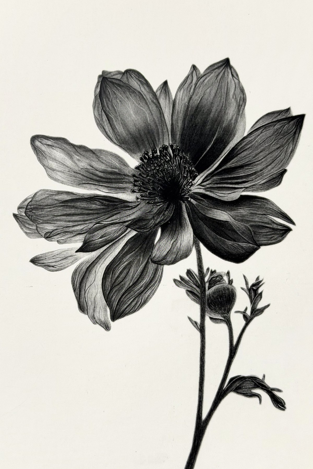 Dahlia, graphite drawing on paper