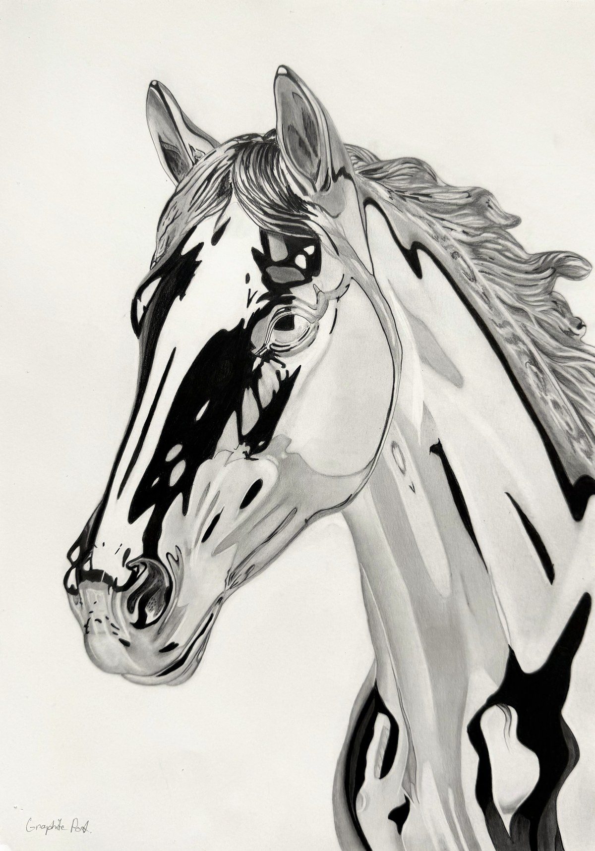 Horse, graphite drawing on paper