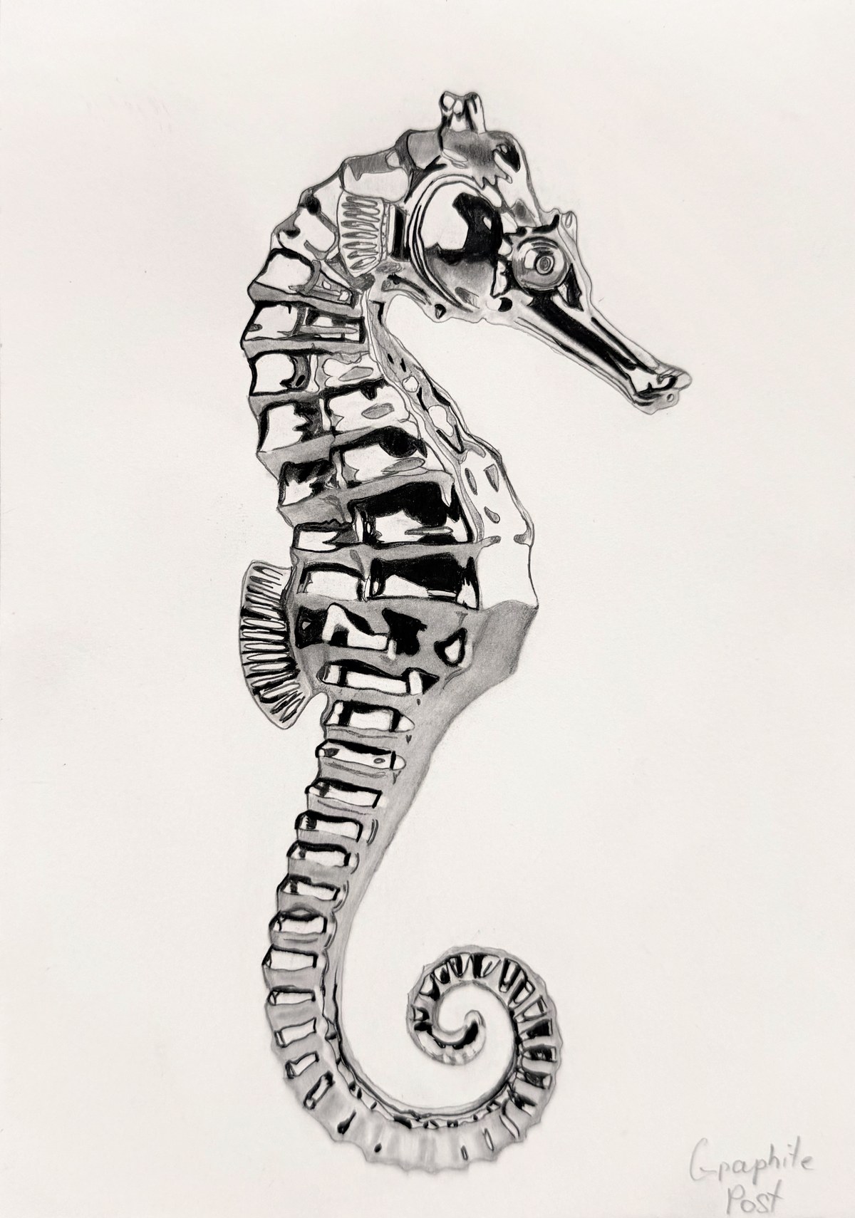 Sea Horse, graphite drawing on paper
