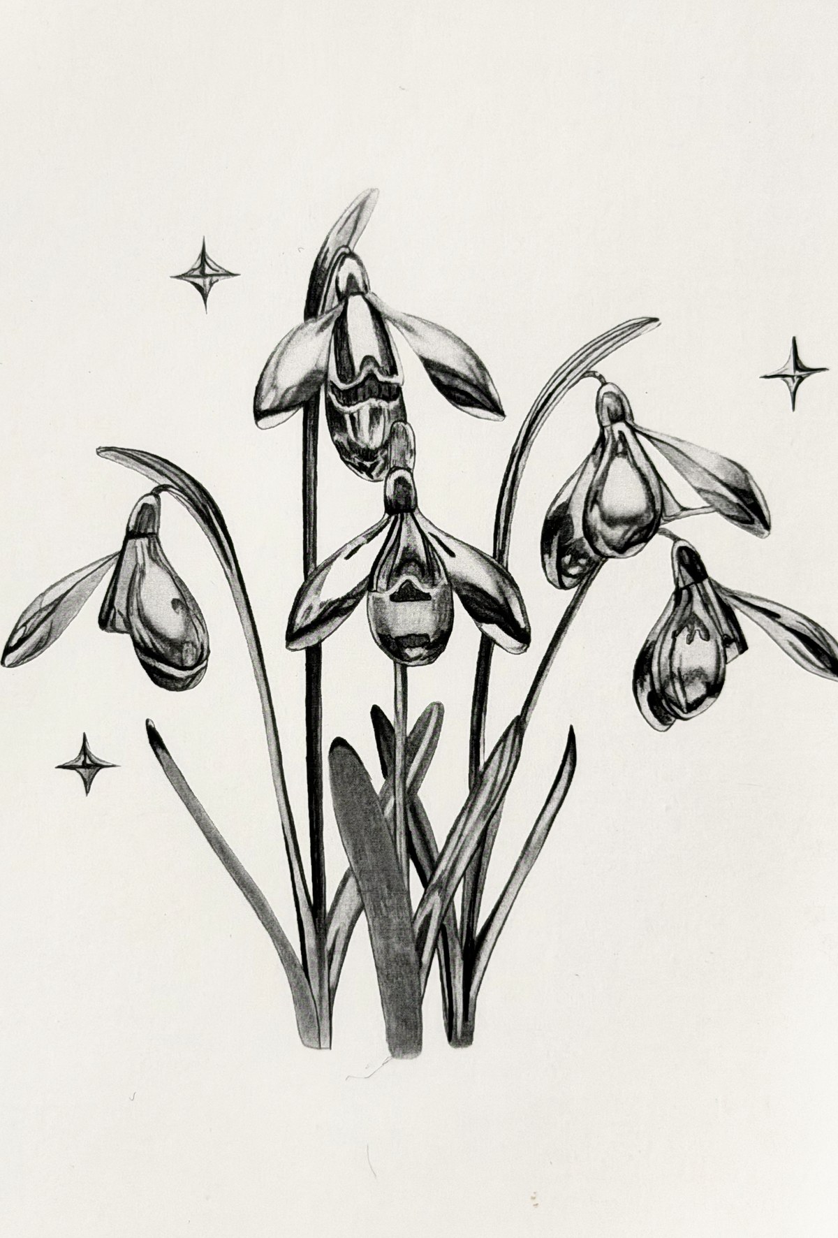 Snowdrop, graphite drawing on paper