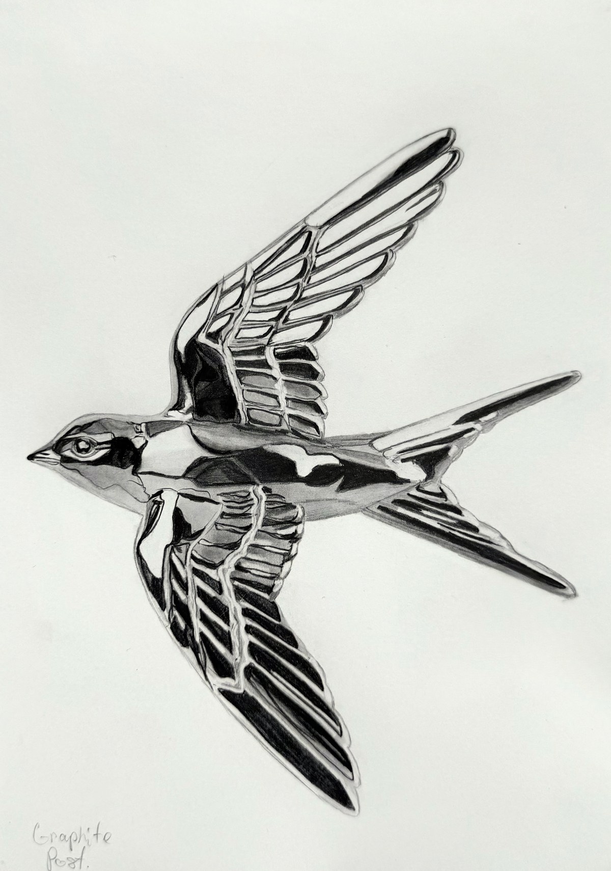 Swallow, graphite drawing on paper